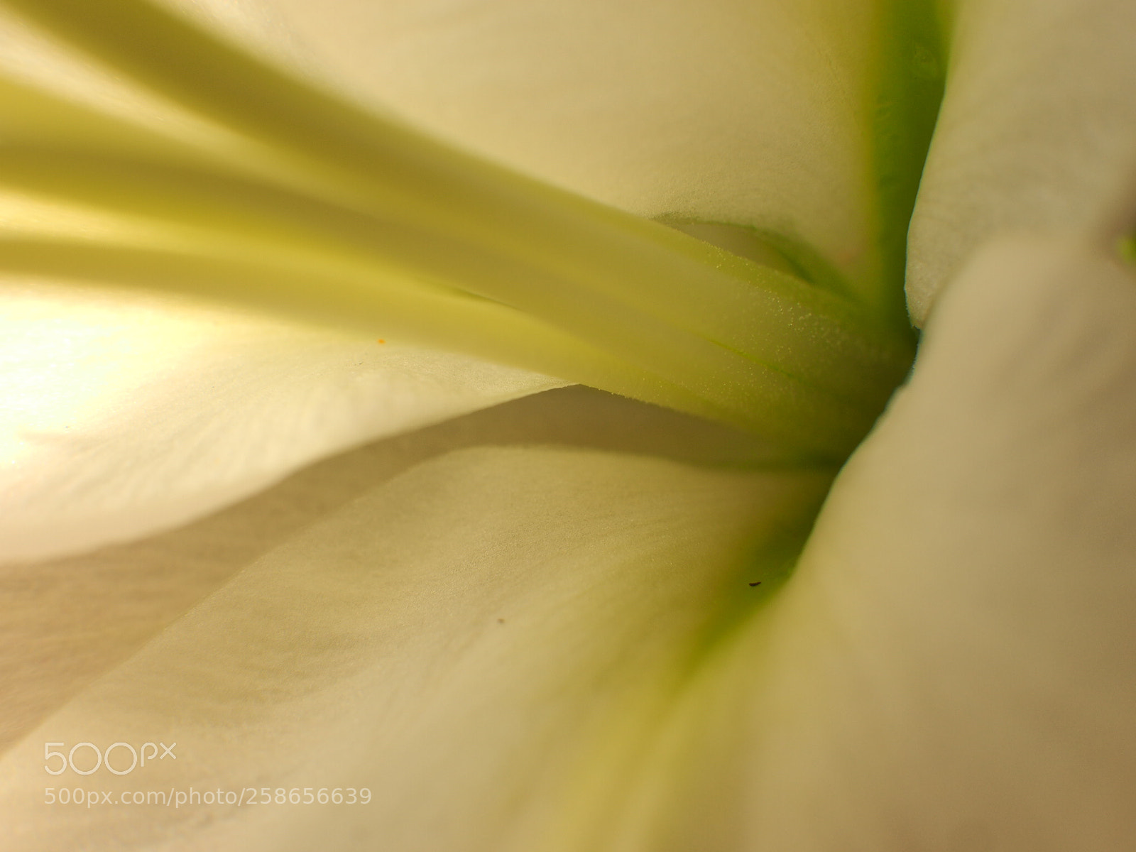 Olympus OM-D E-M1 sample photo. Macro - spring series photography