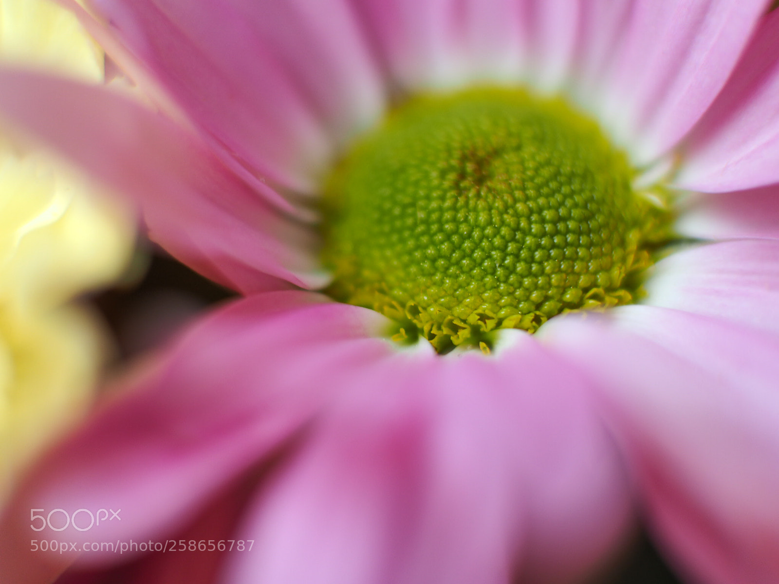 Olympus OM-D E-M1 sample photo. Macro-spring series photography