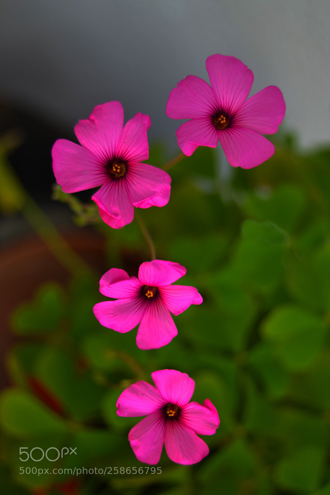 Nikon D3100 sample photo. Flores photography