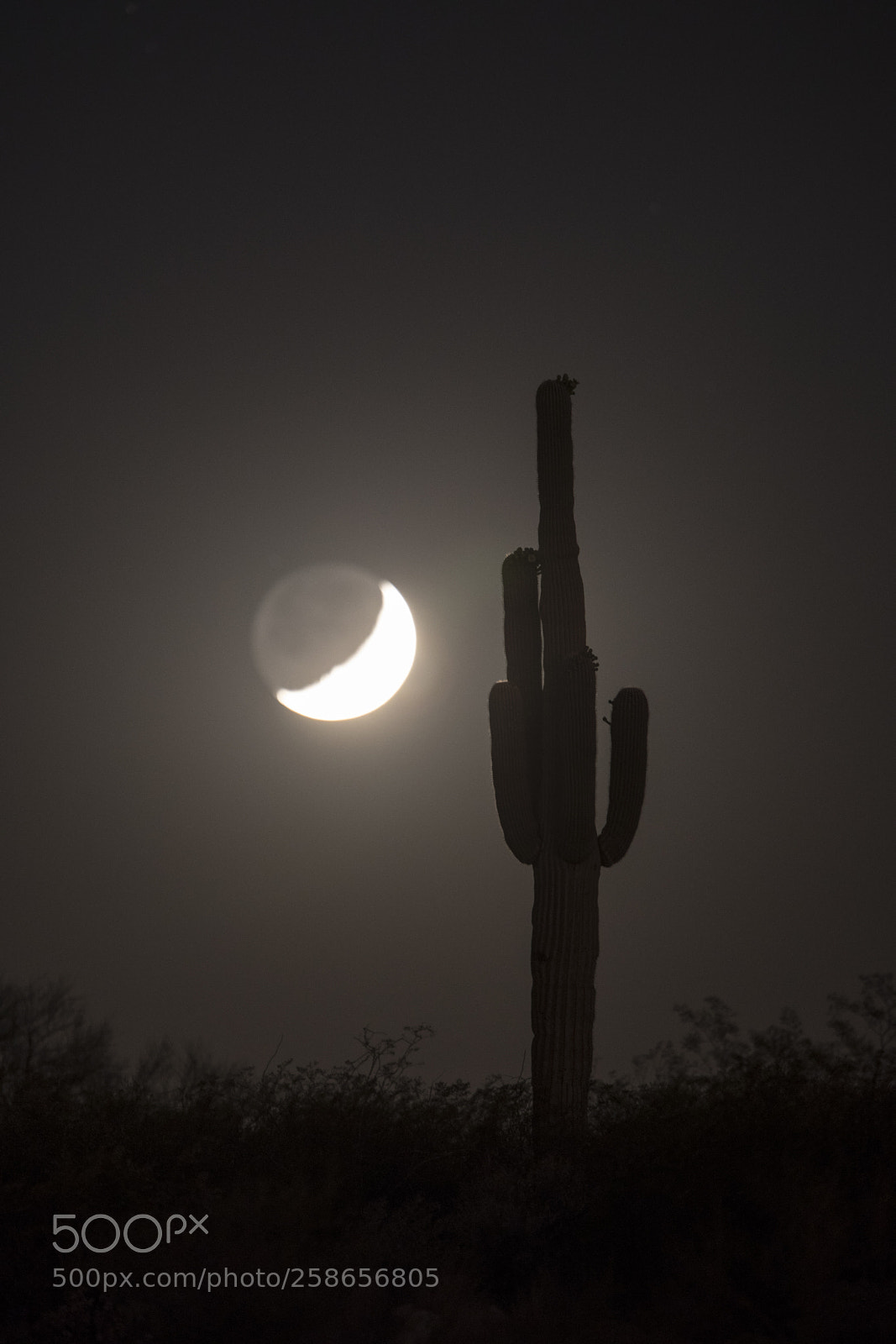 Canon EOS 5D Mark IV sample photo. Saguaro moon photography