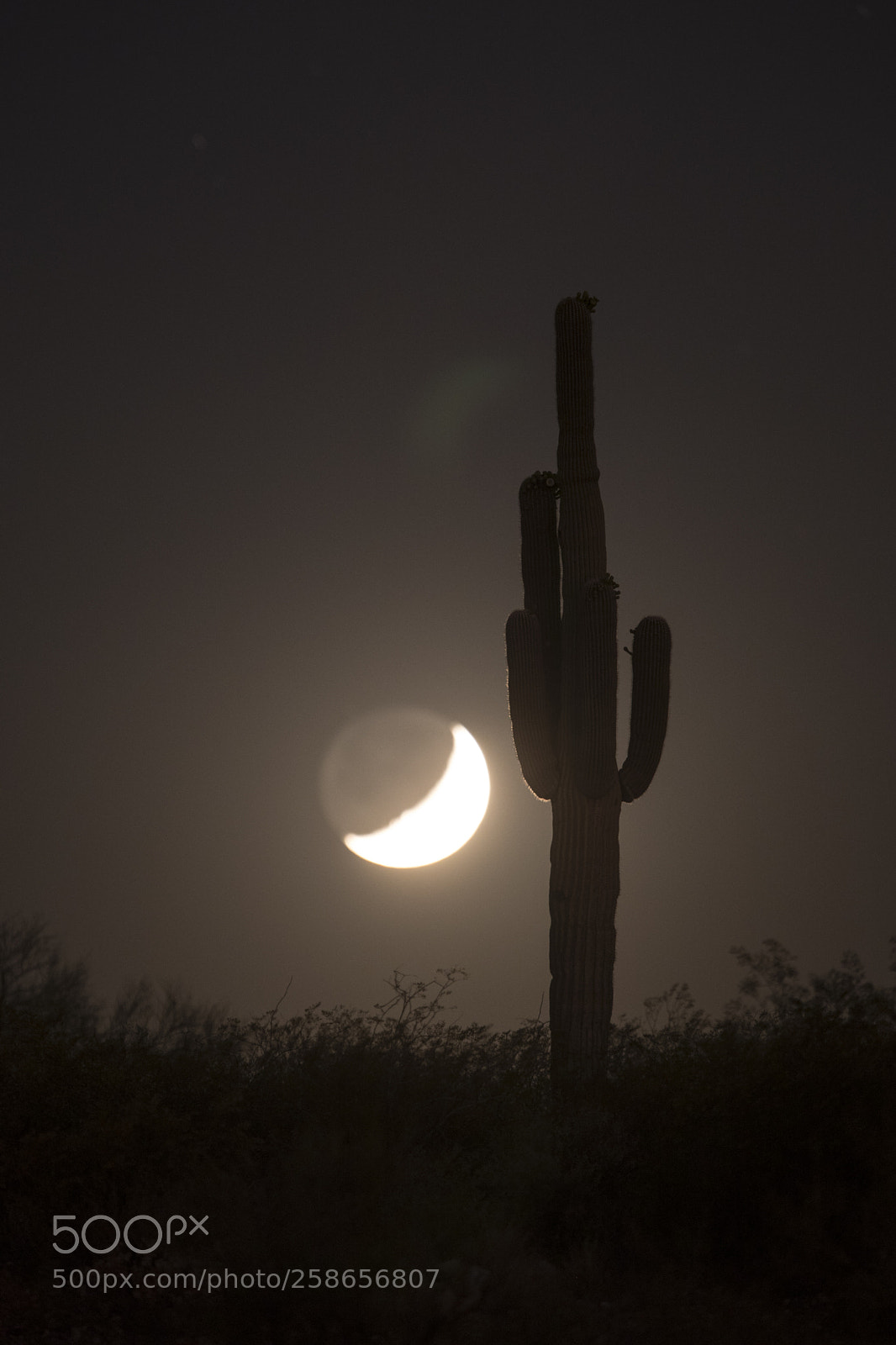 Canon EOS 5D Mark IV sample photo. Saguaro moon photography