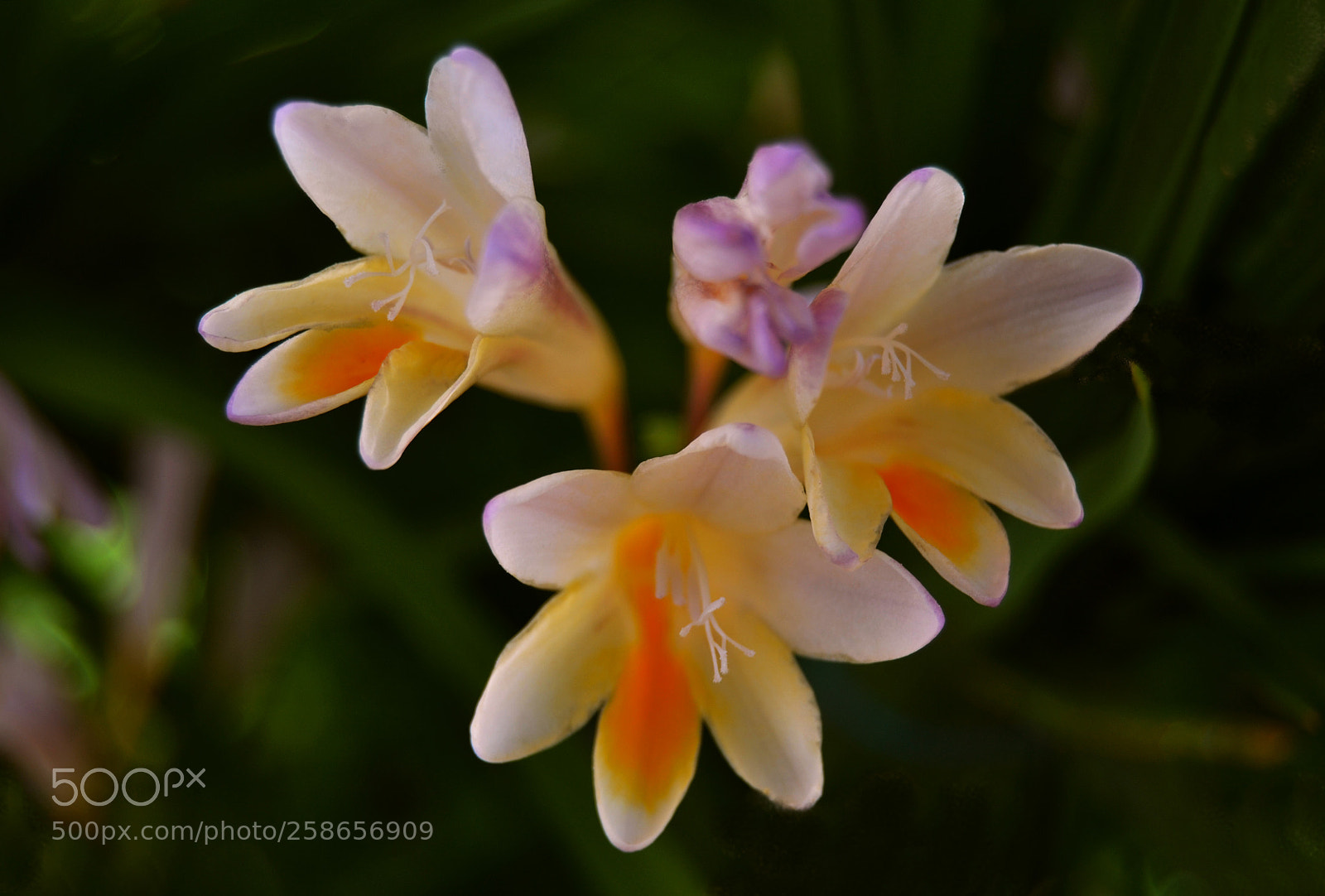 Nikon D3100 sample photo. Flores photography