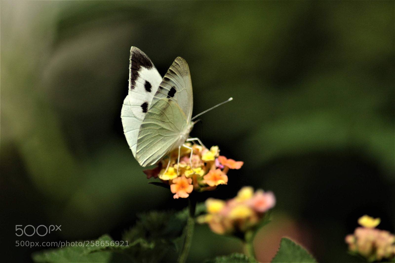 Canon EOS 700D (EOS Rebel T5i / EOS Kiss X7i) sample photo. Butterfly photography