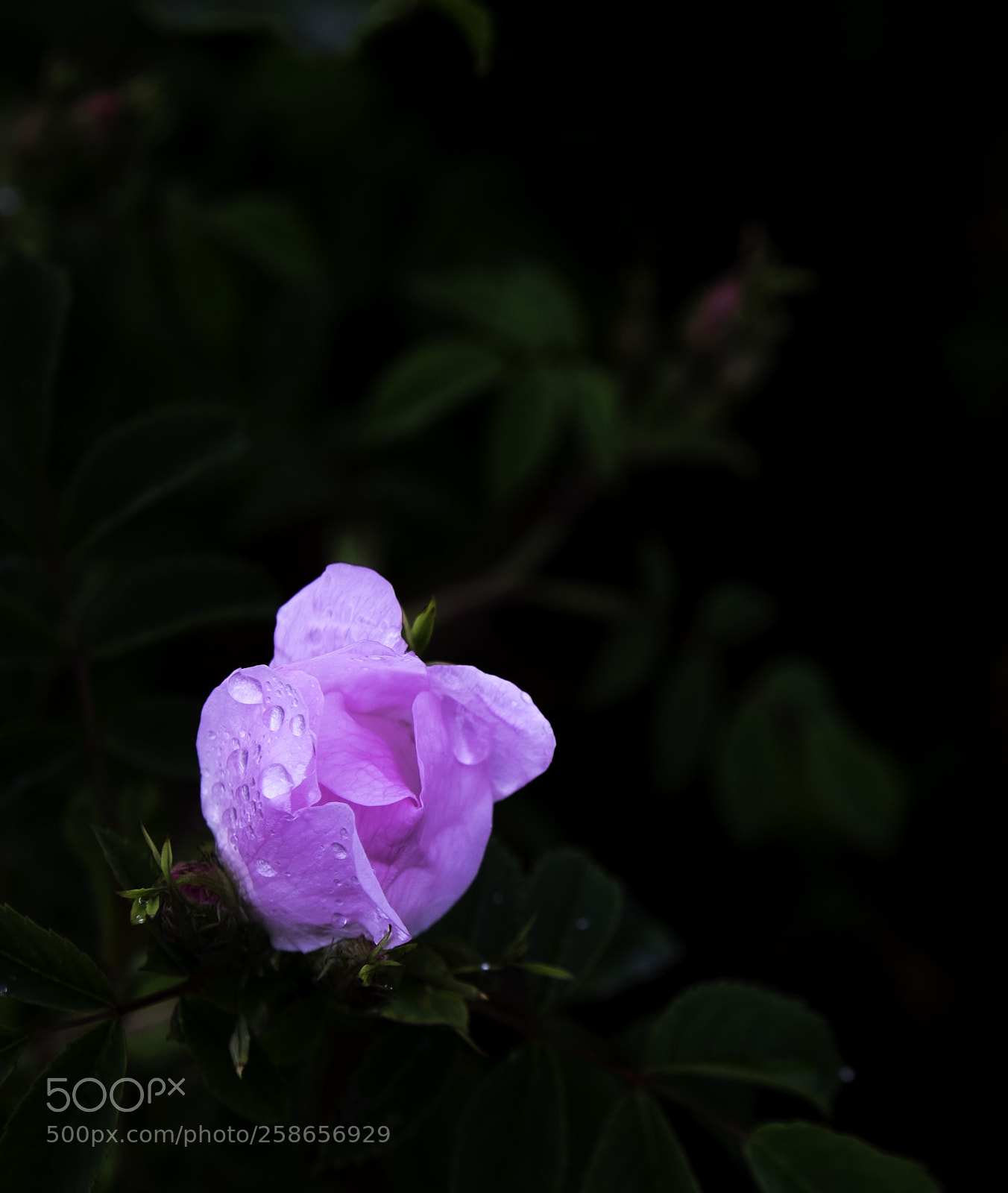Fujifilm X-T1 sample photo. Lichte rose photography