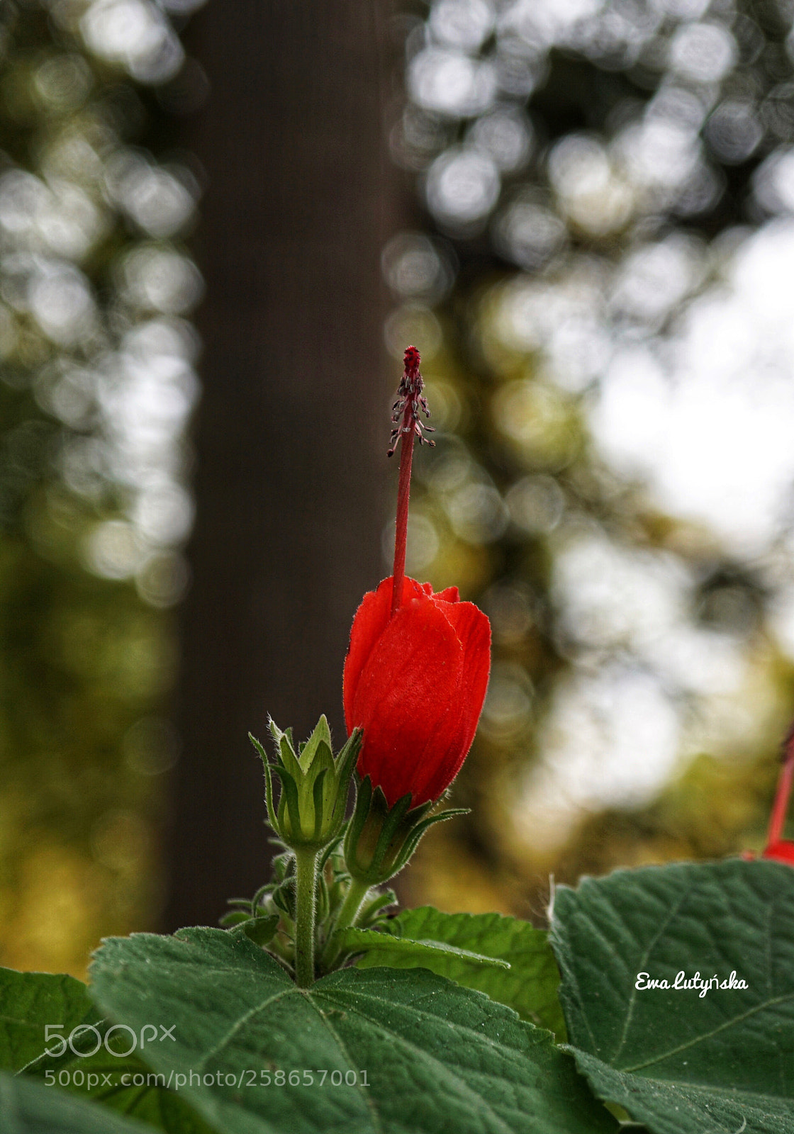 Sony a6000 sample photo. Sleeping hibiscus photography