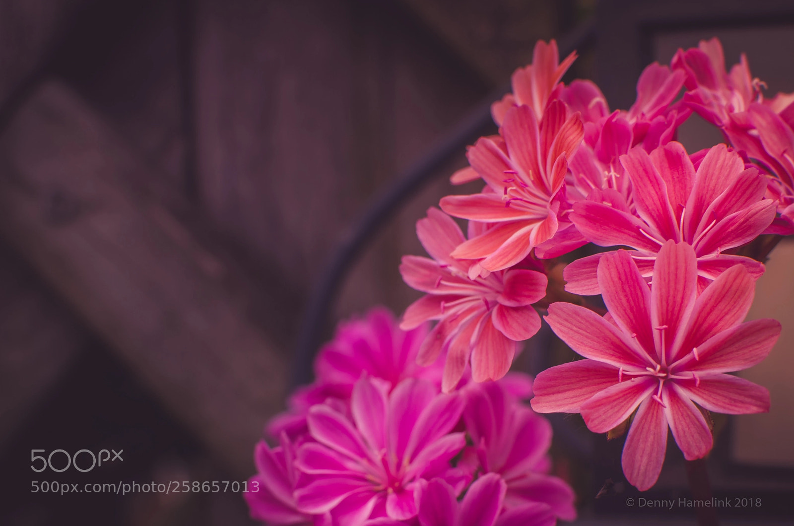 Nikon D7000 sample photo. Pink is pink photography