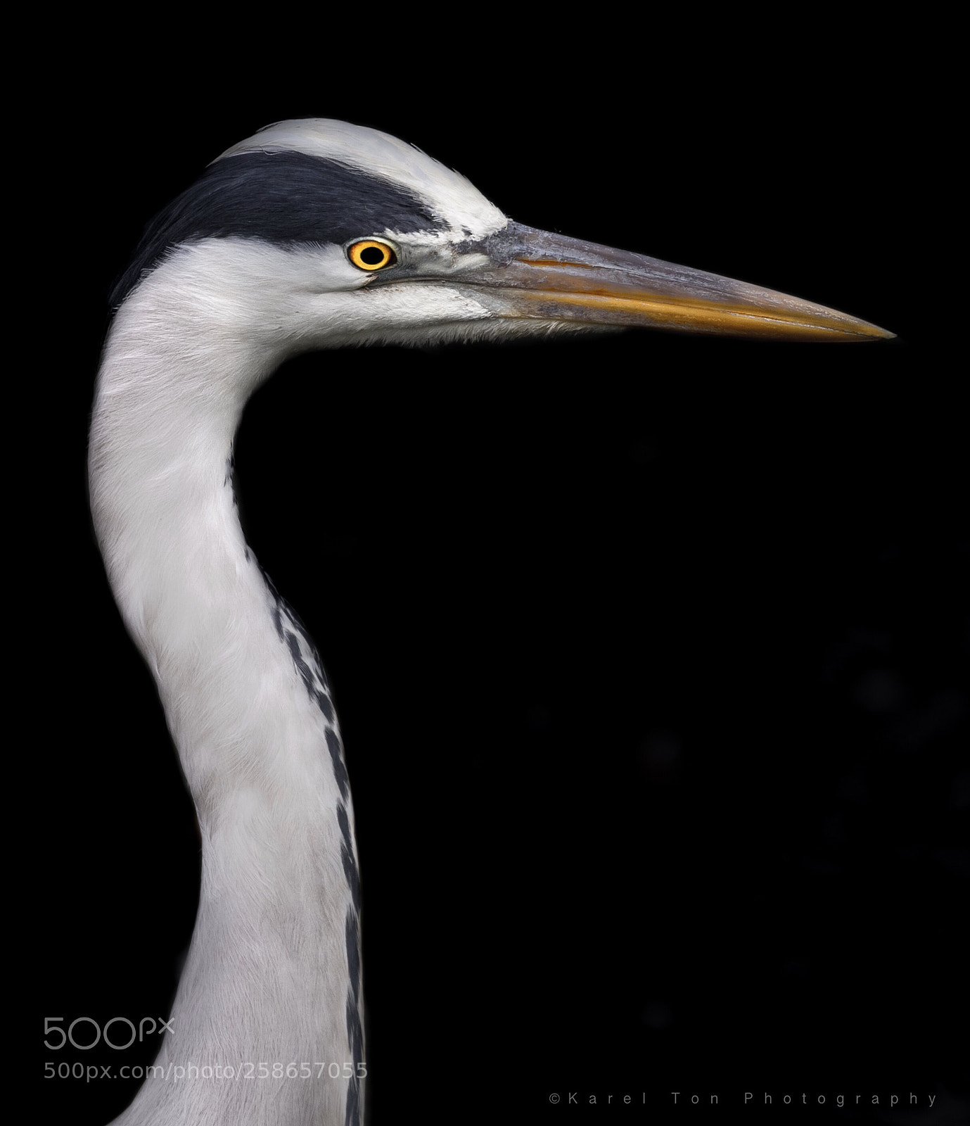 Canon EOS 6D sample photo. Heron portrait photography