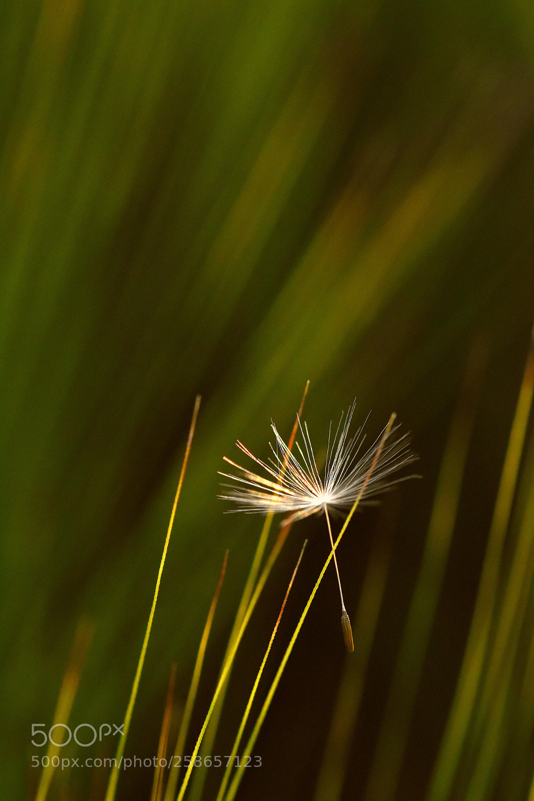 Nikon D5500 sample photo. Stop flying photography