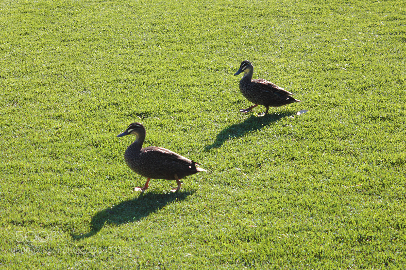 Canon EOS 550D (EOS Rebel T2i / EOS Kiss X4) sample photo. Ducks photography