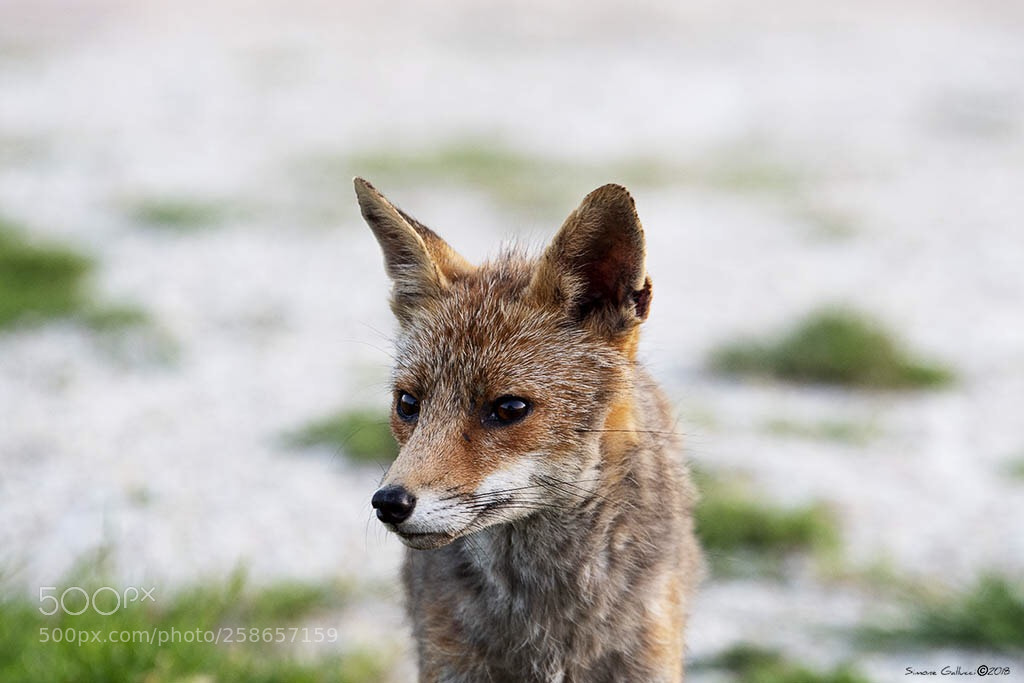 Nikon D500 sample photo. Fox photography