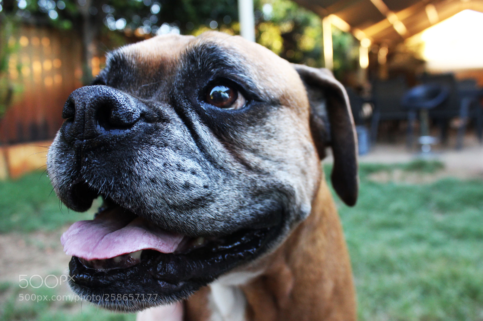 Canon EOS 550D (EOS Rebel T2i / EOS Kiss X4) sample photo. Doggo photography