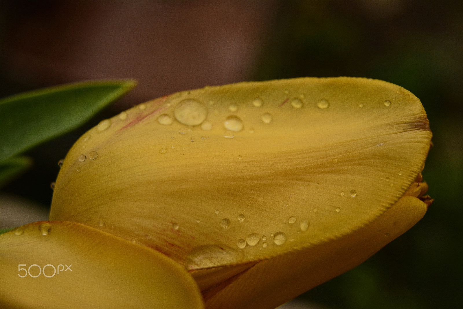 Sigma 17-50mm F2.8 EX DC OS HSM sample photo. Florer after rain photography