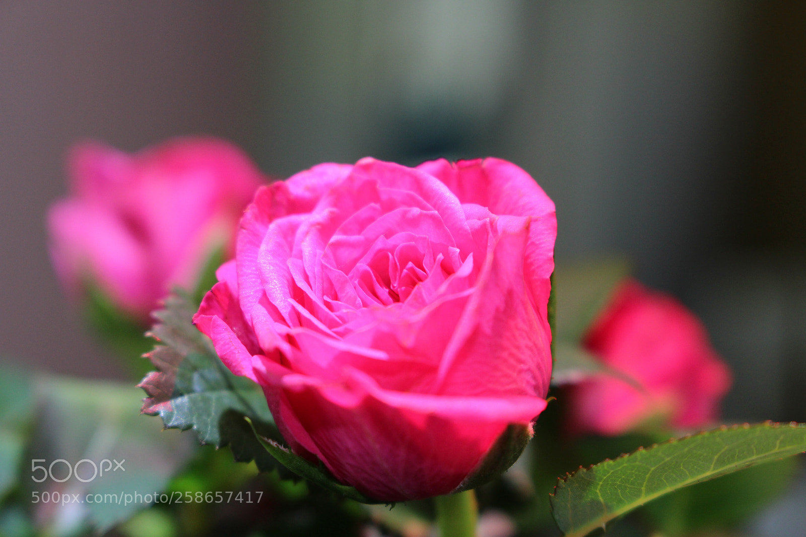 Canon EOS 100D (EOS Rebel SL1 / EOS Kiss X7) sample photo. Macro_pink_tiny_rose photography