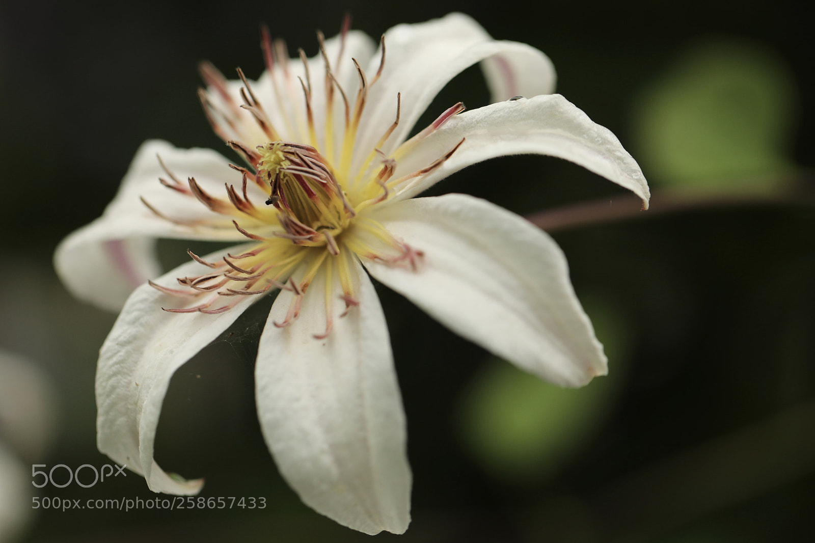 Canon EOS 5D Mark IV sample photo. 铁线莲 photography