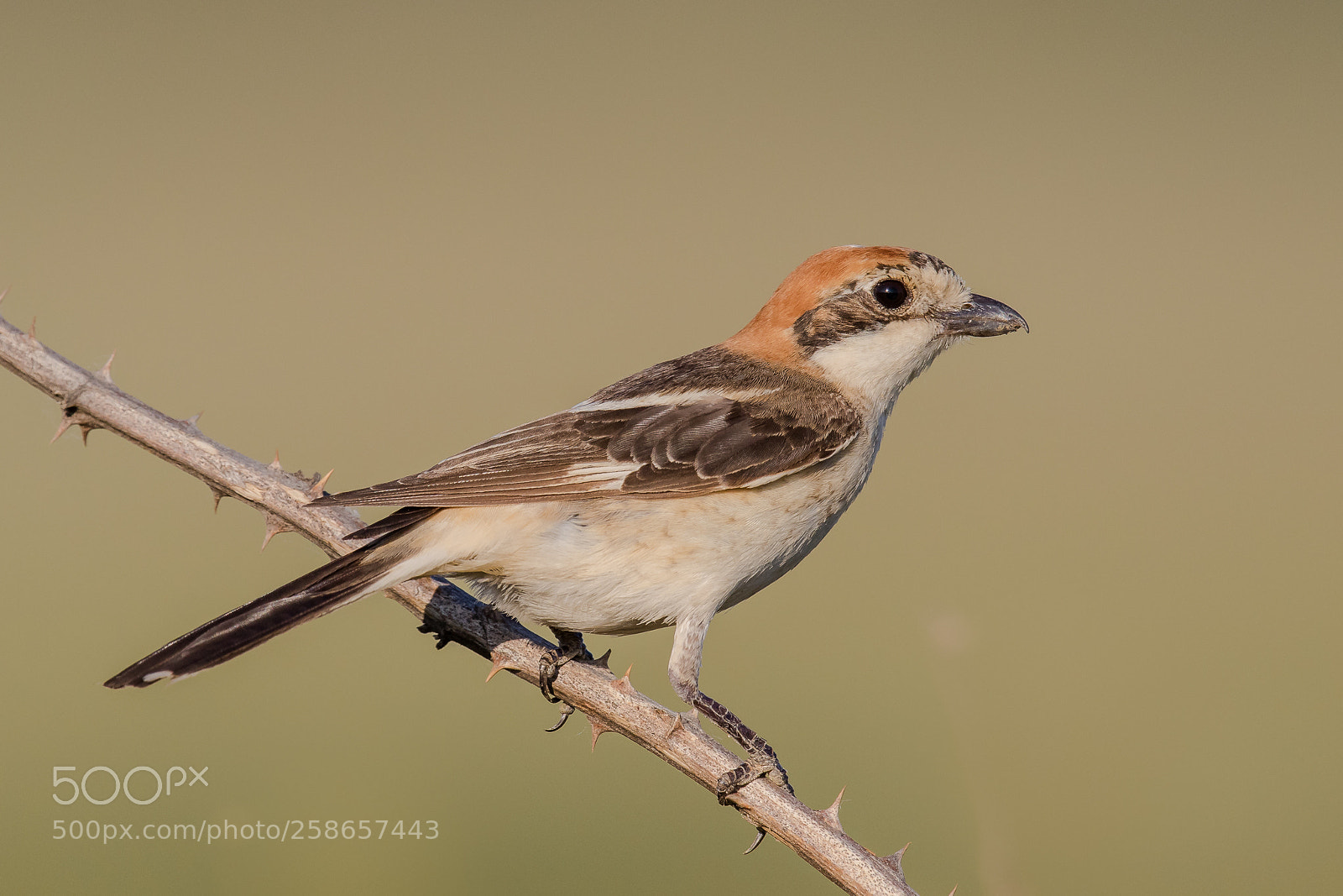 Canon EOS 7D Mark II sample photo. Woodchat shrike - female photography