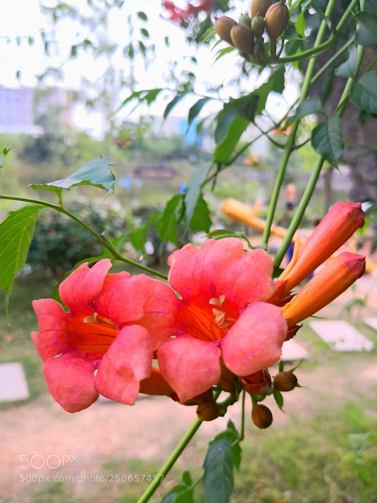 HUAWEI Mate 10 sample photo. Untitled photography