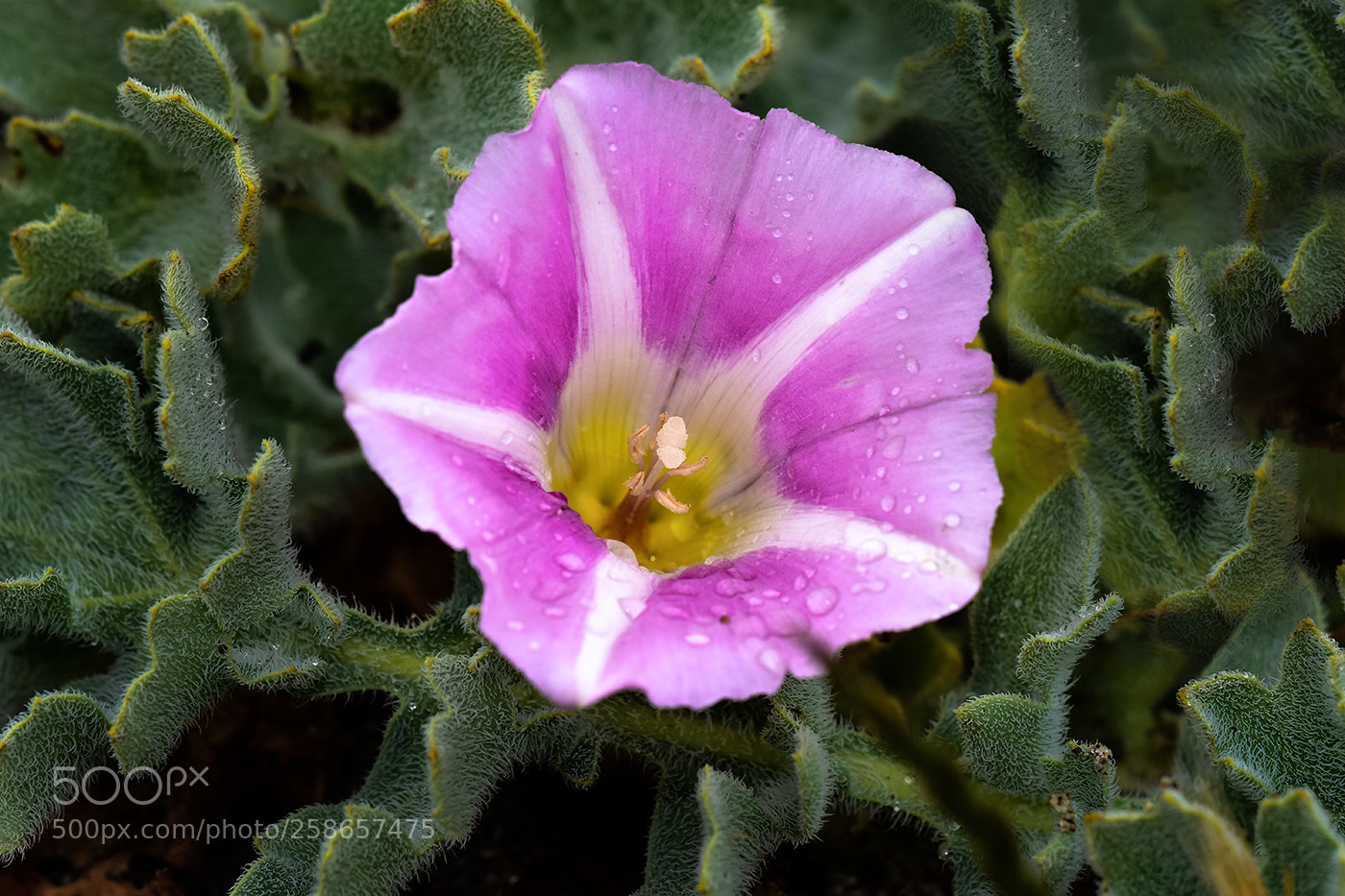 Nikon D7200 sample photo. 20.05.2018 - 2 photography