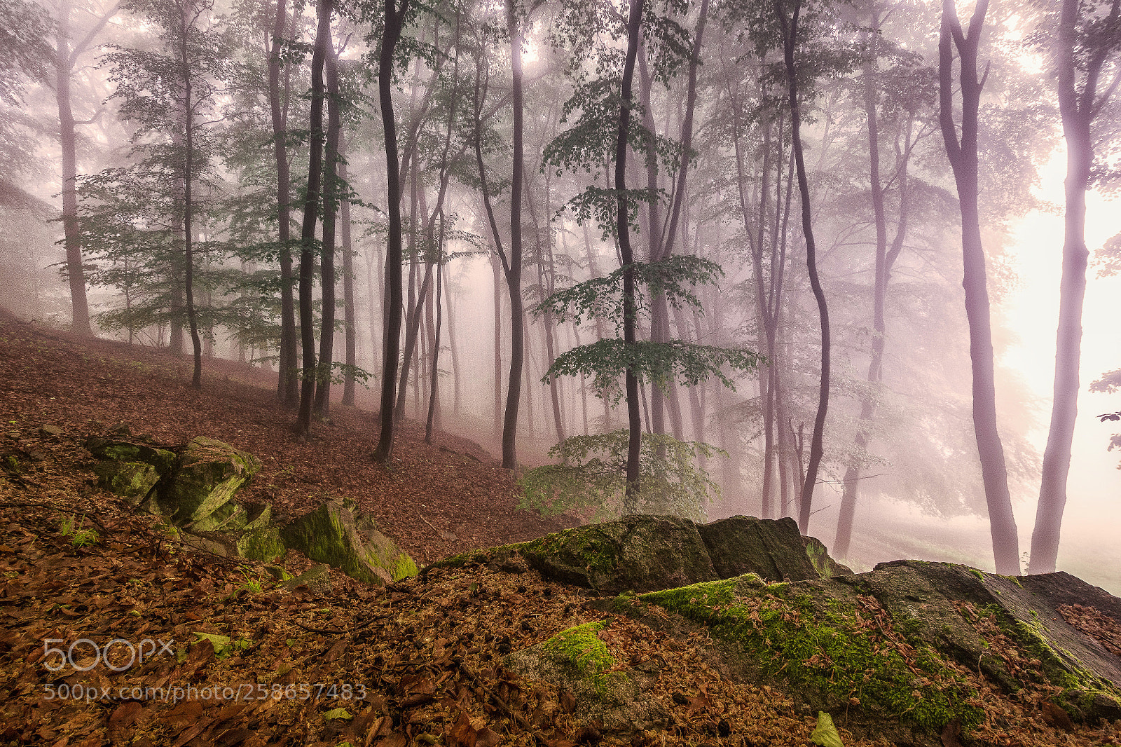 Nikon D7200 sample photo. My forest photography