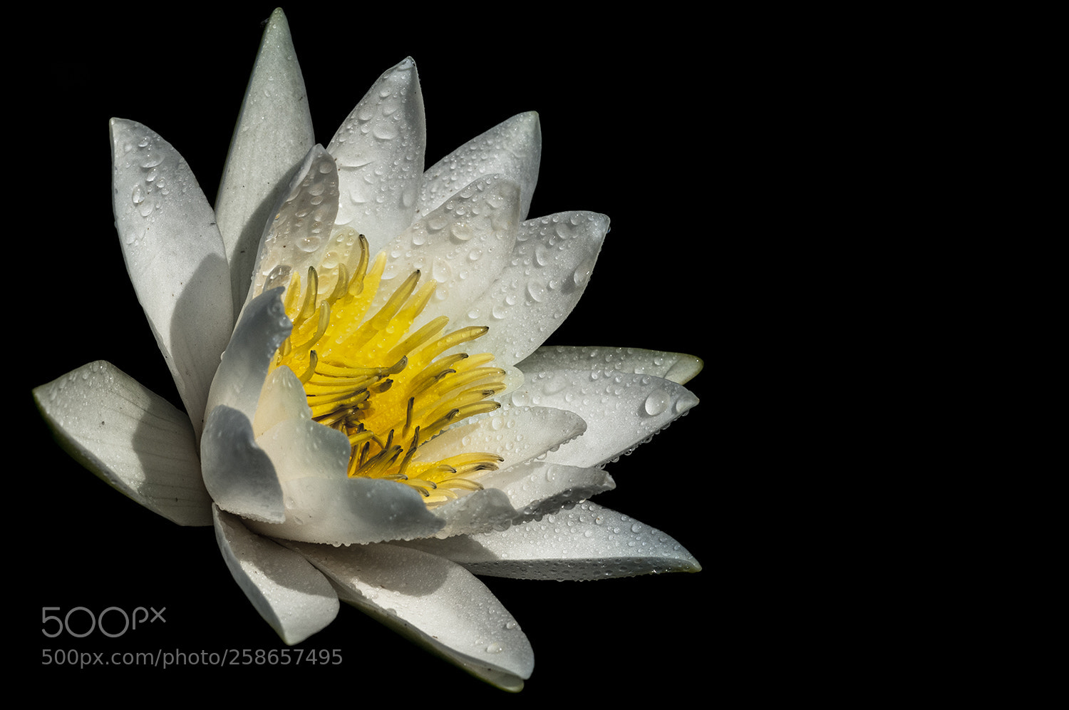 Nikon D300 sample photo. 20.05.2018 - 4 photography