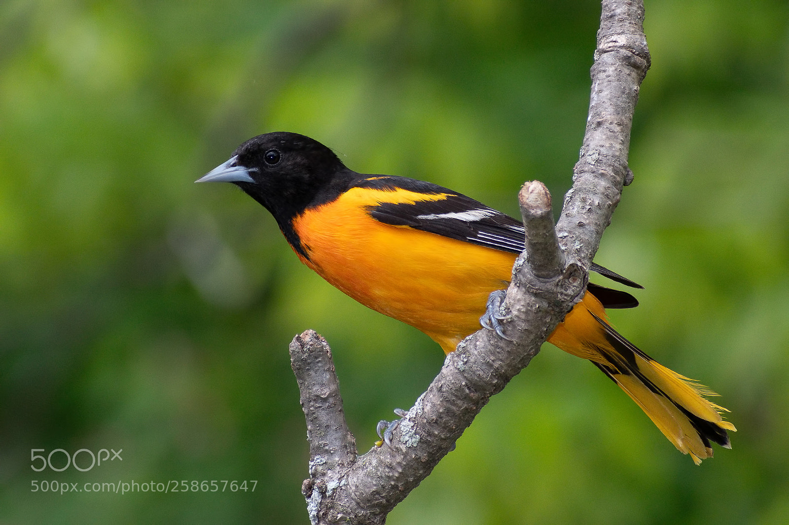 Nikon D850 sample photo. Baltimore oriole photography