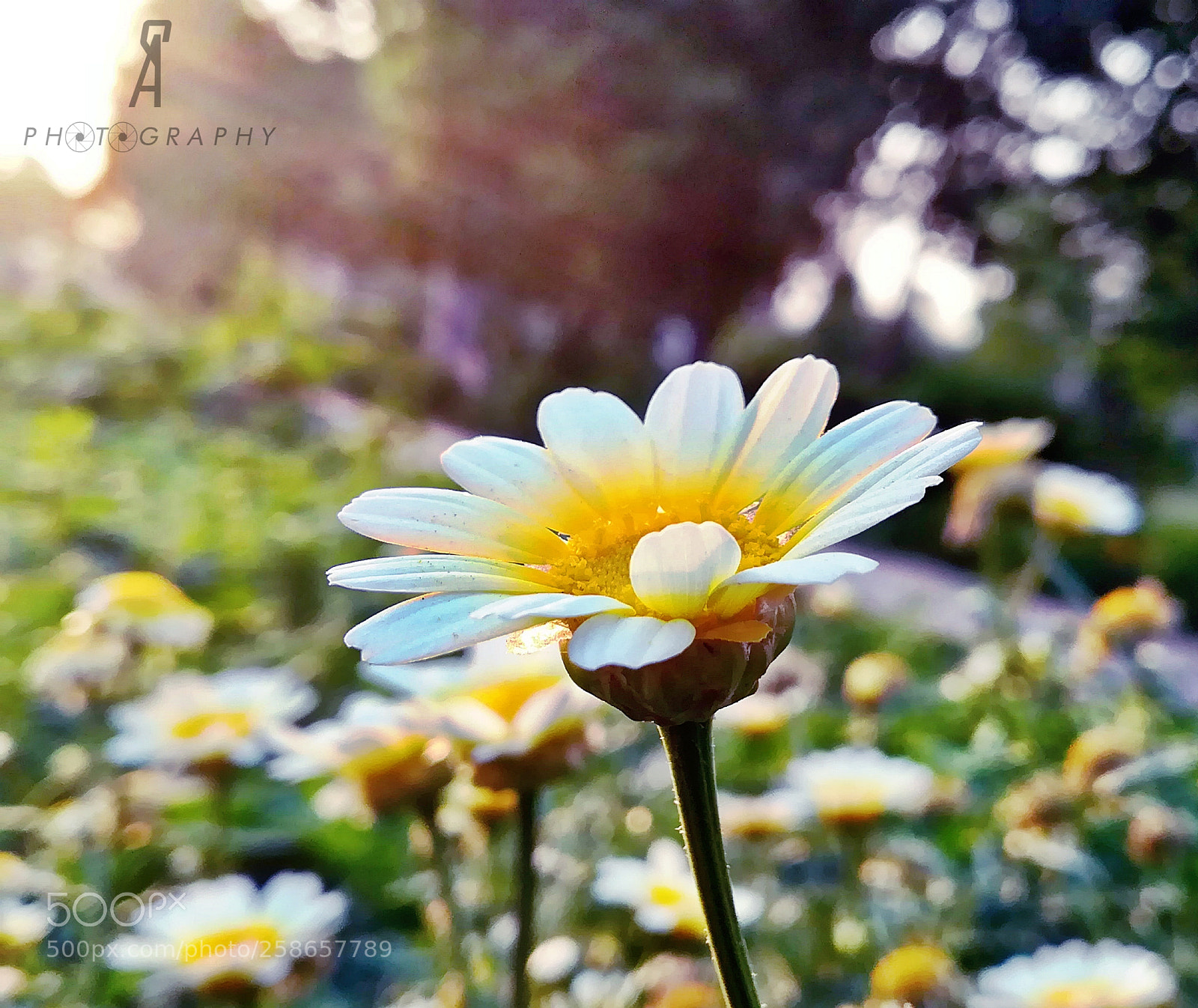 HUAWEI P10 lite sample photo. Daisy photography