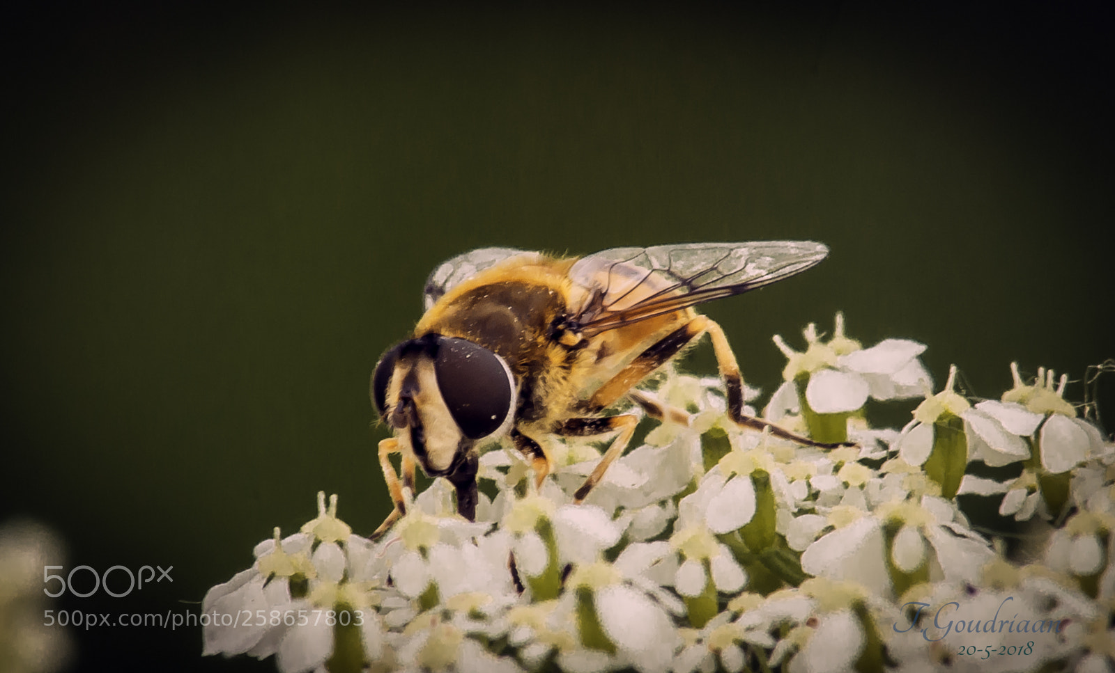 Nikon D5000 sample photo. Wasp on blossem photography