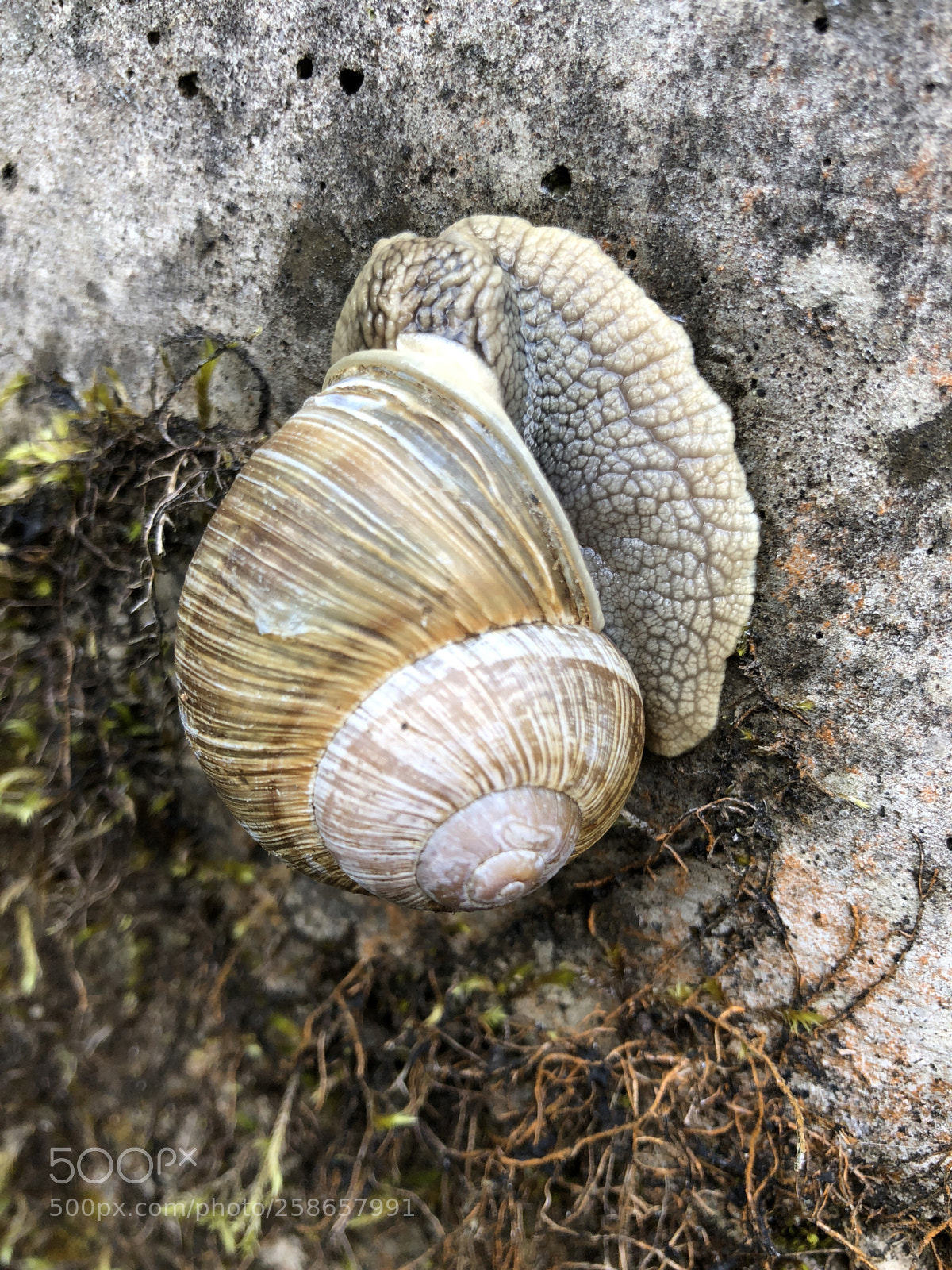 Apple iPhone 8 sample photo. Take it easy photography
