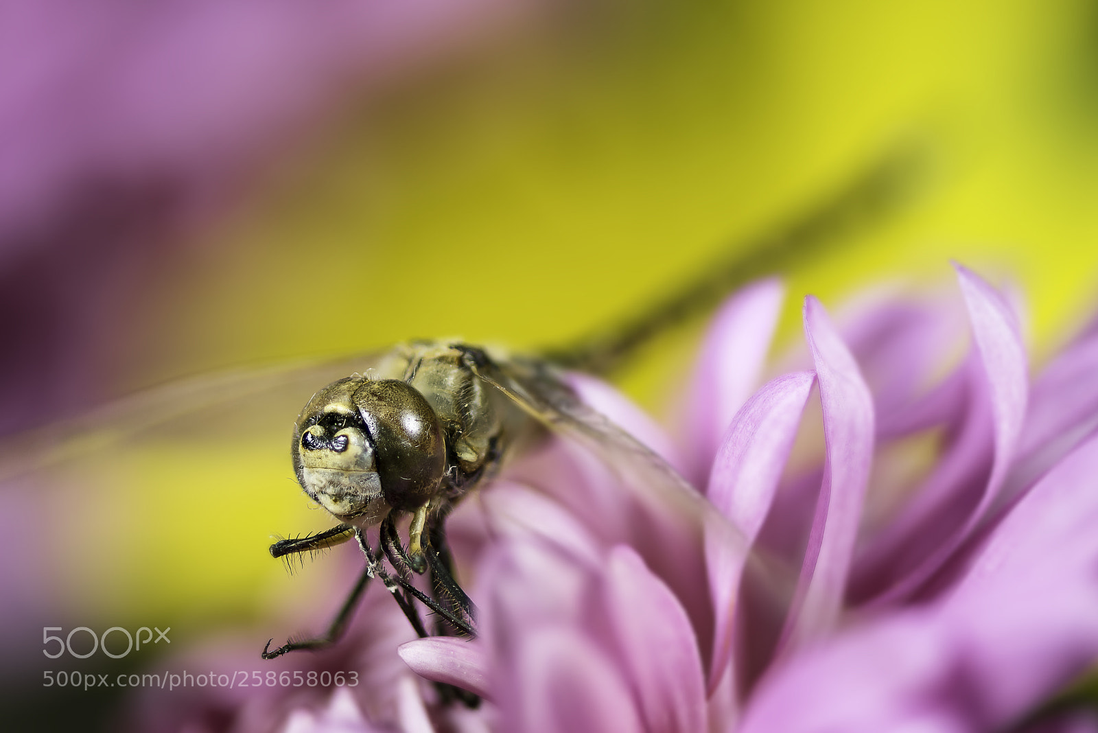 Nikon D810 sample photo. Macro dragonfly photography