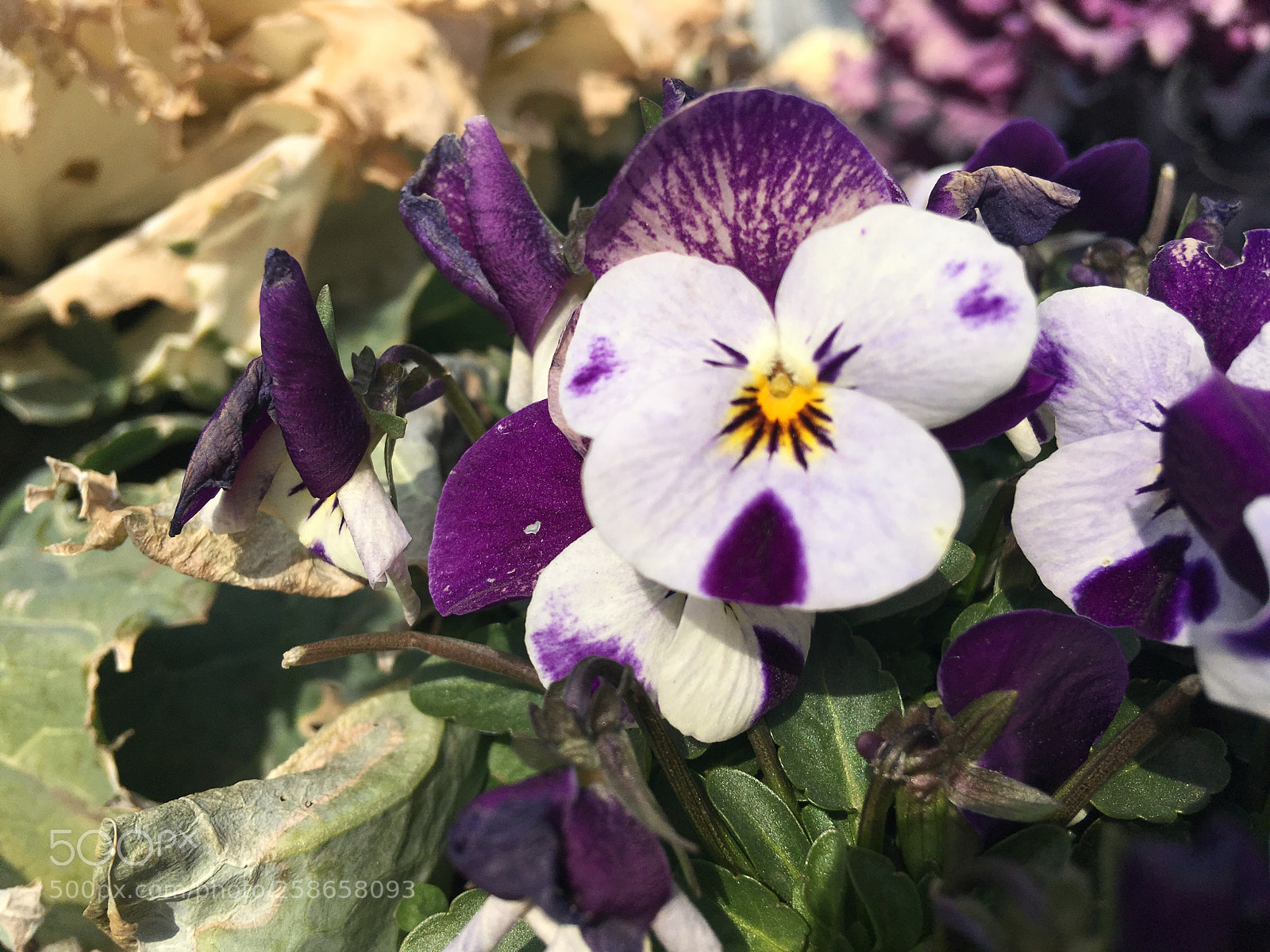 Apple iPhone SE sample photo. Butterfly flower photography