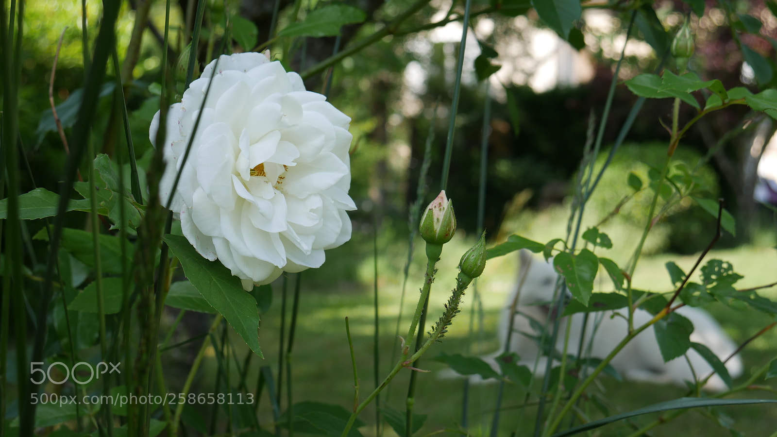 Panasonic Lumix DMC-G7 sample photo. The flower and the photography