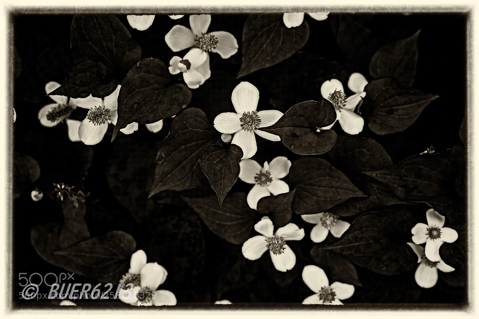 Nikon D7200 sample photo. Hameleon plant(180518) photography