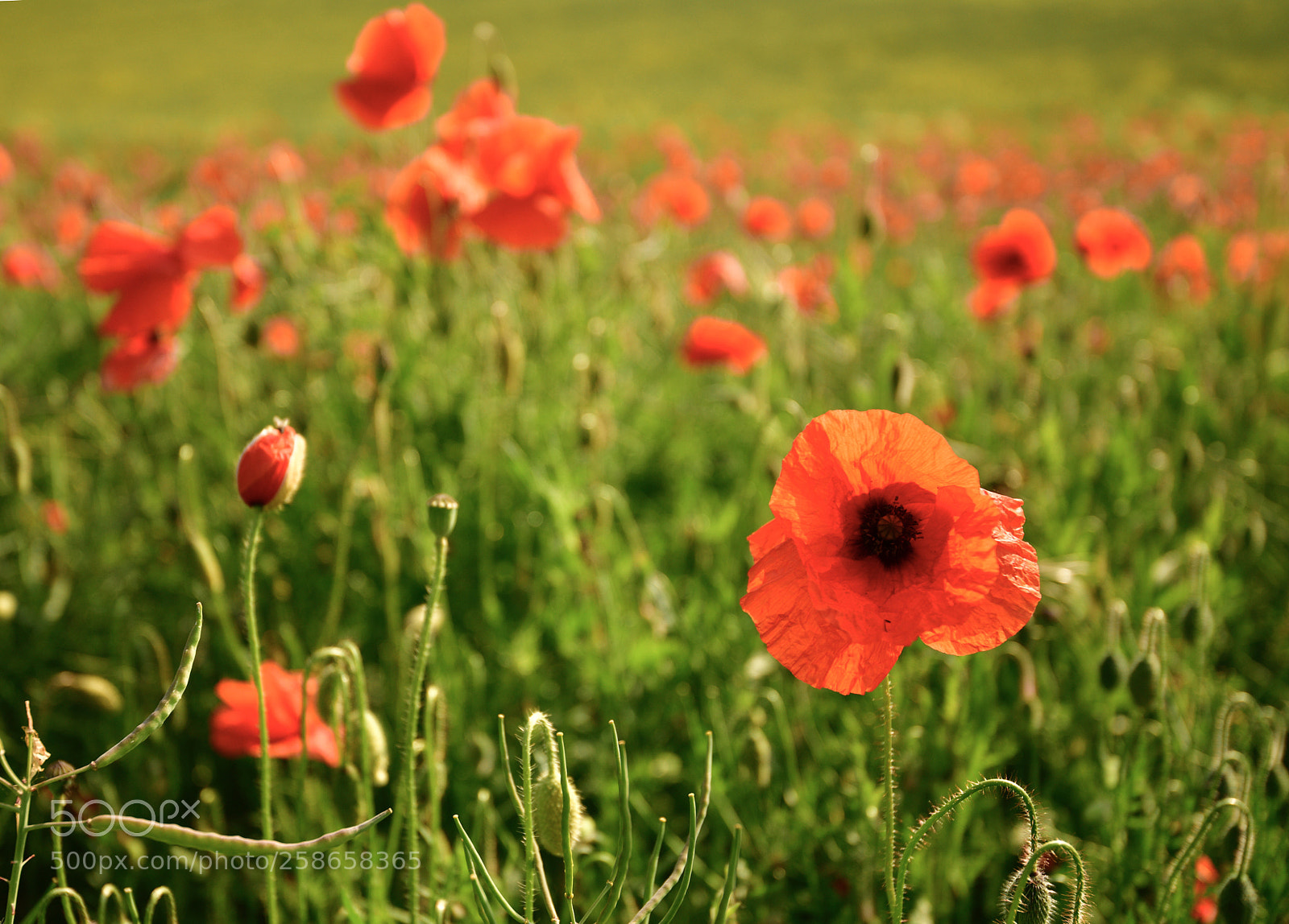 Nikon D850 sample photo. Field of poppies photography