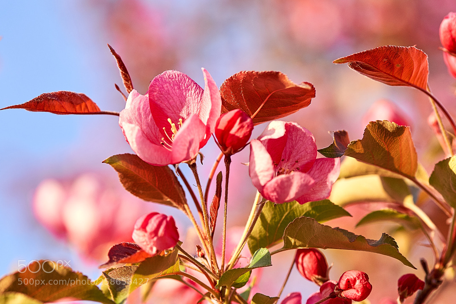 Nikon D750 sample photo. Apple rose flowers, spring photography