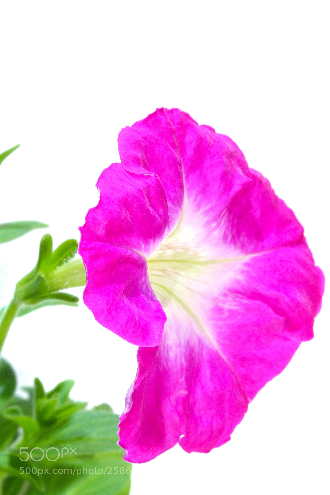 Canon EOS 100D (EOS Rebel SL1 / EOS Kiss X7) sample photo. Pink_petunia_bloom photography