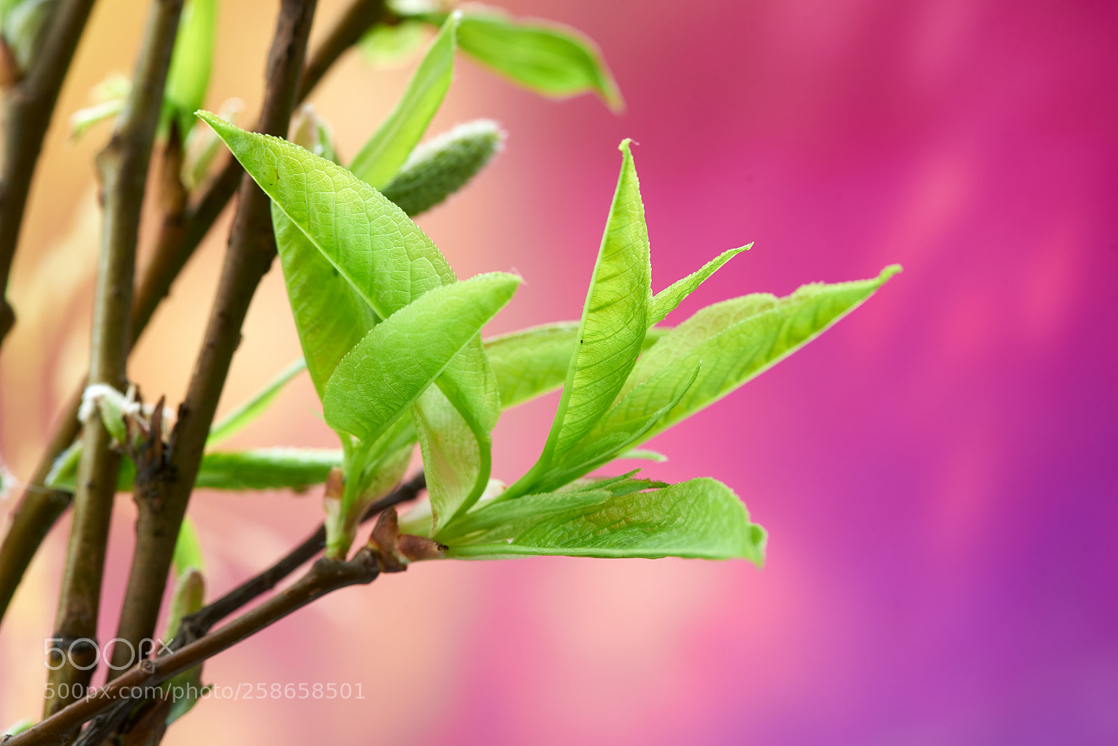 Nikon D750 sample photo. Beautiful spring background with photography