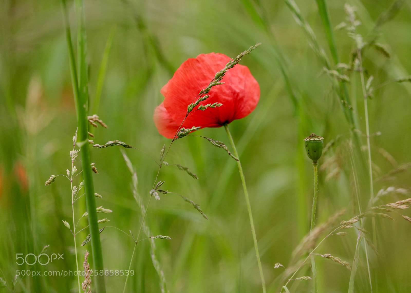 Canon EOS 750D (EOS Rebel T6i / EOS Kiss X8i) sample photo. Ganz alleine... photography