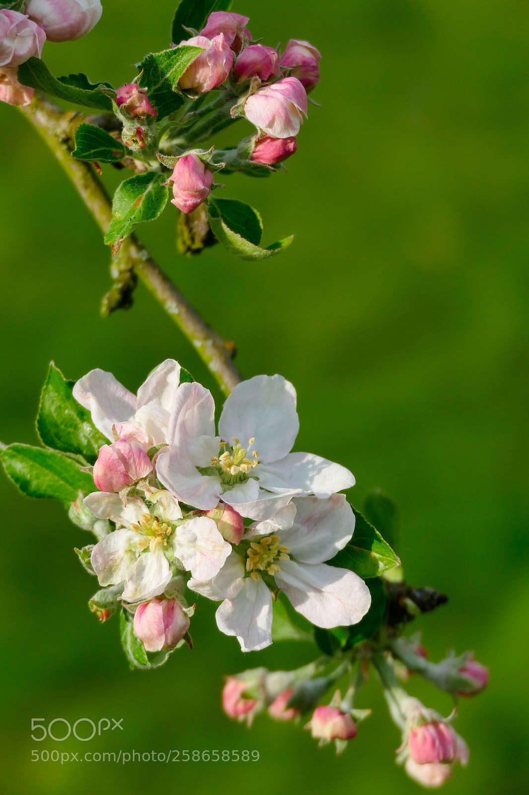 Panasonic Lumix DMC-FZ1000 sample photo. Apple tree flowers photography