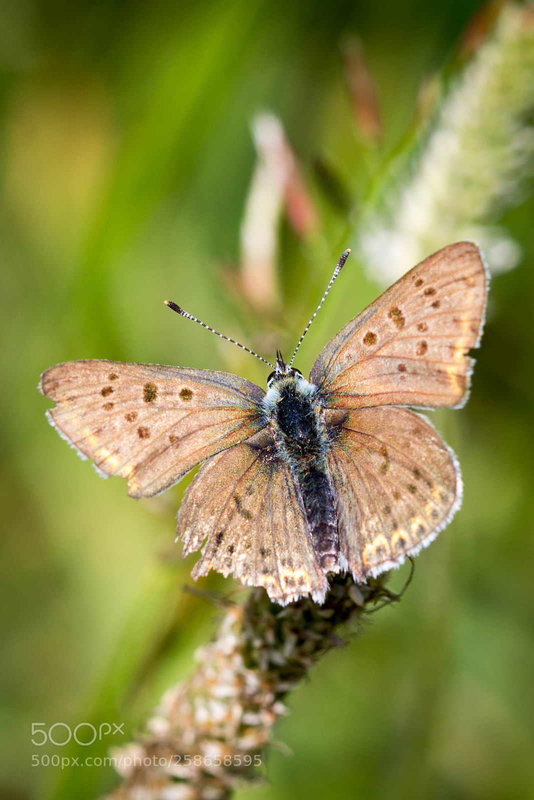 Canon EOS 60D sample photo. Flieger gr mir die photography