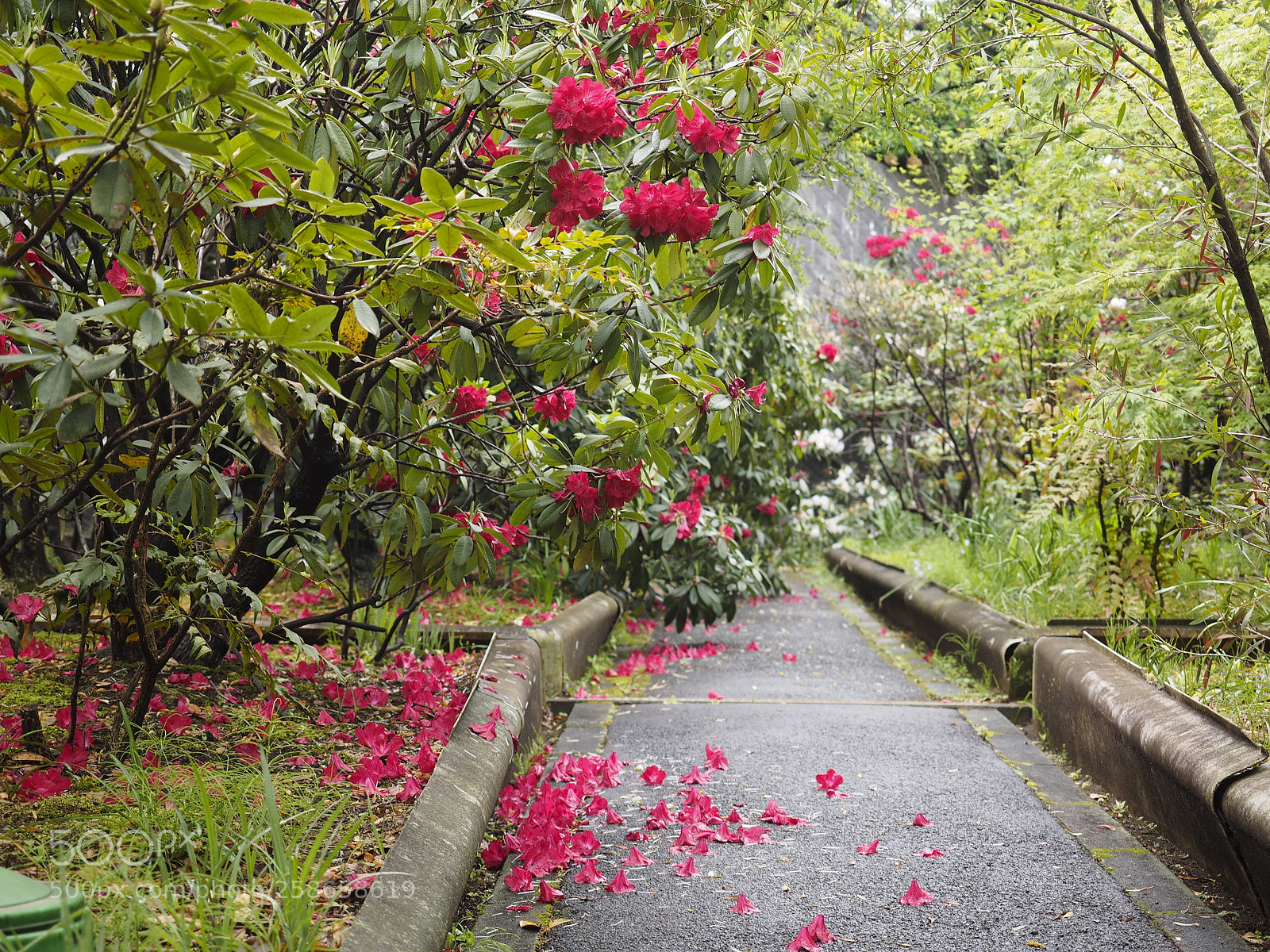 Olympus OM-D E-M1 sample photo. Falling,still beautiful 石楠花　落ちてなお美しい　 photography