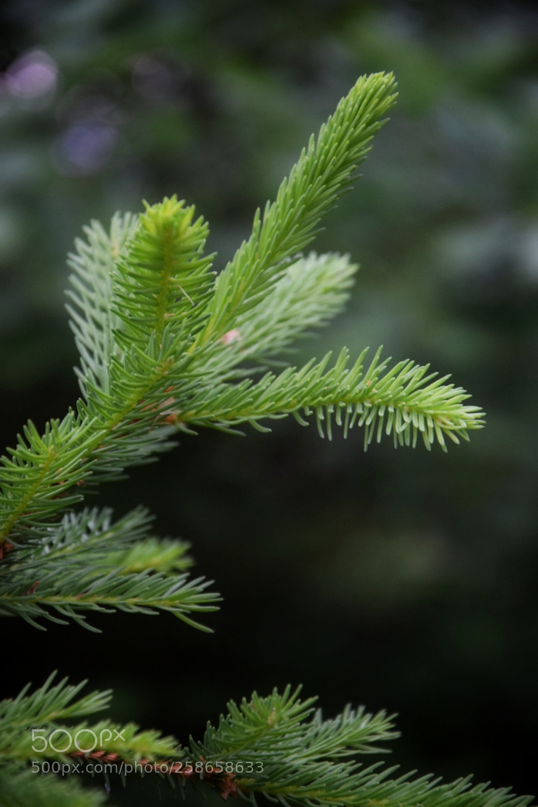 Nikon D5300 sample photo. New green photography
