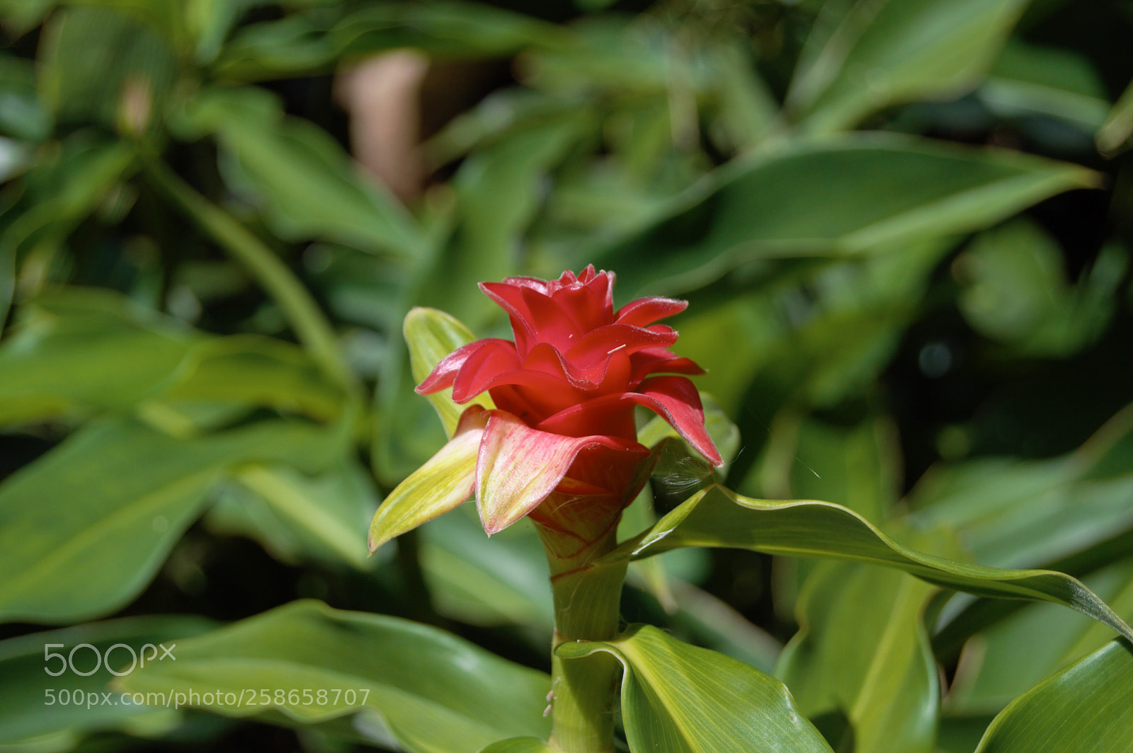 Nikon D3200 sample photo. Awapuhi ginger on the photography