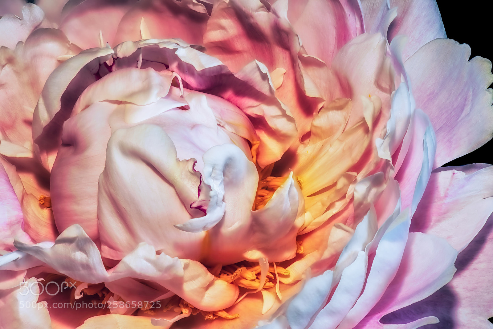 Nikon D810 sample photo. Peony photography