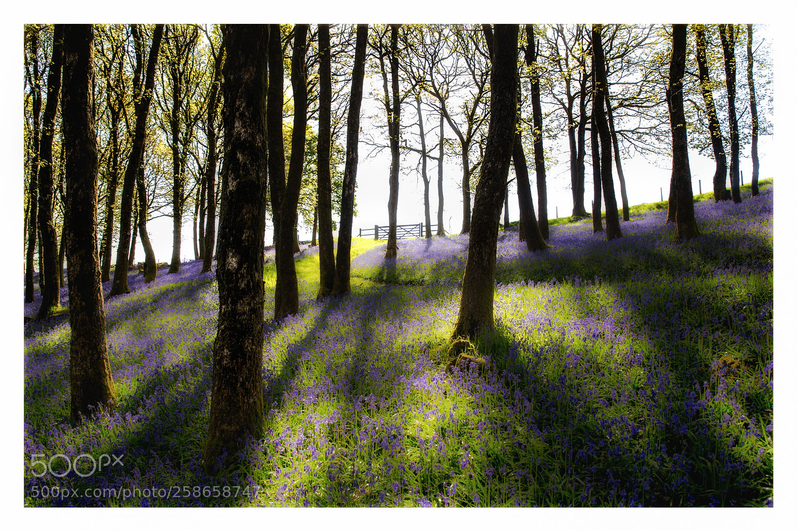 Canon EOS 6D sample photo. Bluebell woods photography