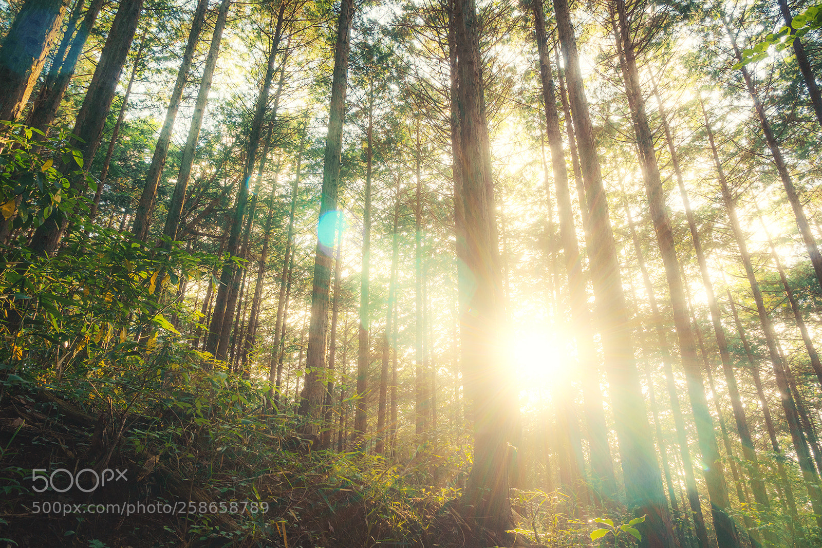 Sony a6500 sample photo. _dsc3822 photography