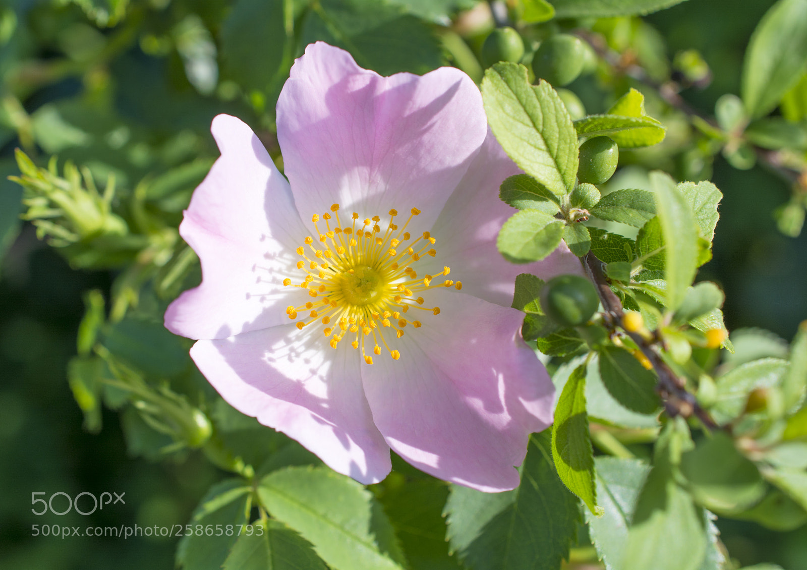 Nikon D5200 sample photo. Blossom.jpg photography