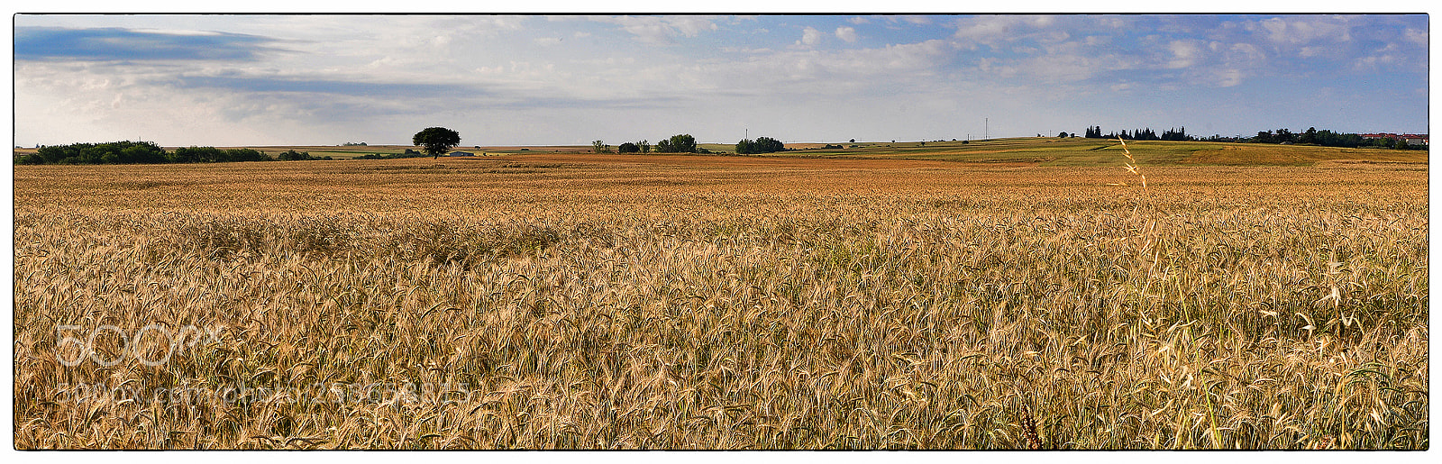 Nikon D610 sample photo. Summer fields photography