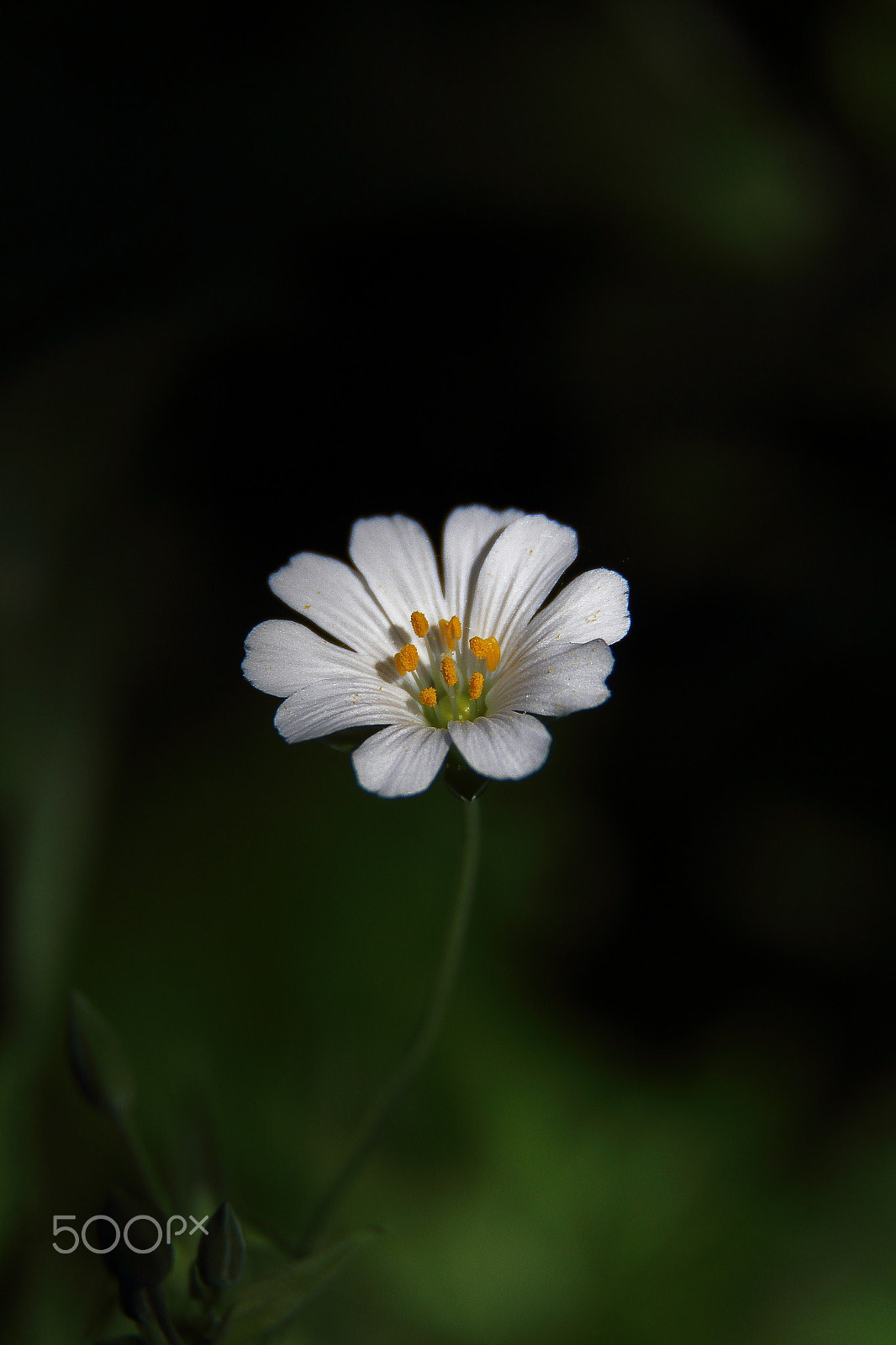 Canon EF-S 18-200mm F3.5-5.6 IS sample photo. Stellaria holostea photography