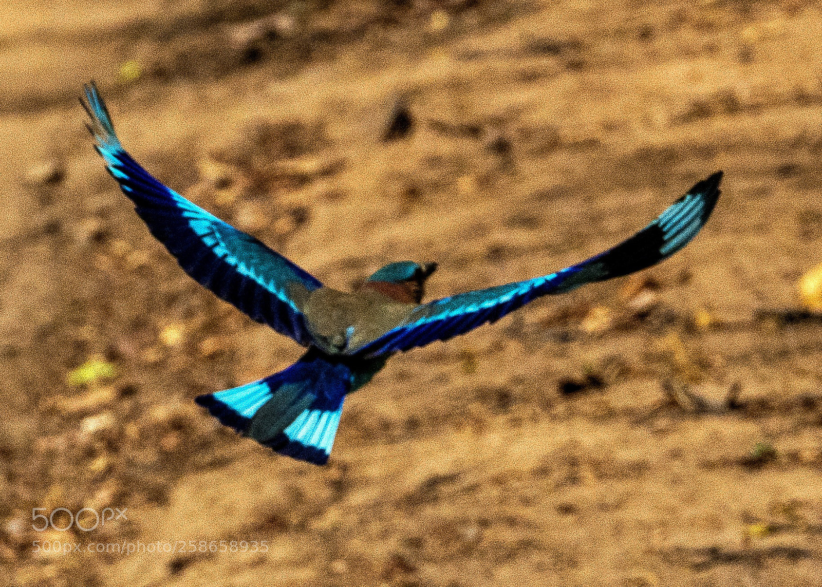 Sony a7R III sample photo. Indian roller photography