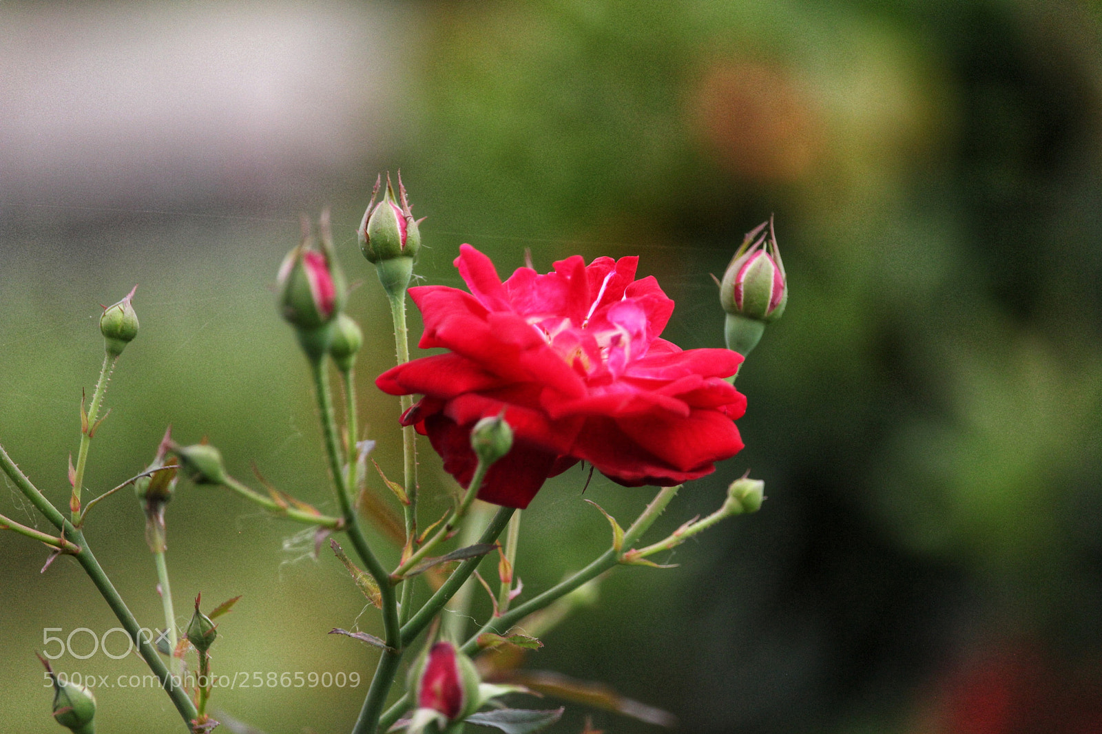 Canon EOS 700D (EOS Rebel T5i / EOS Kiss X7i) sample photo. #_rose photography