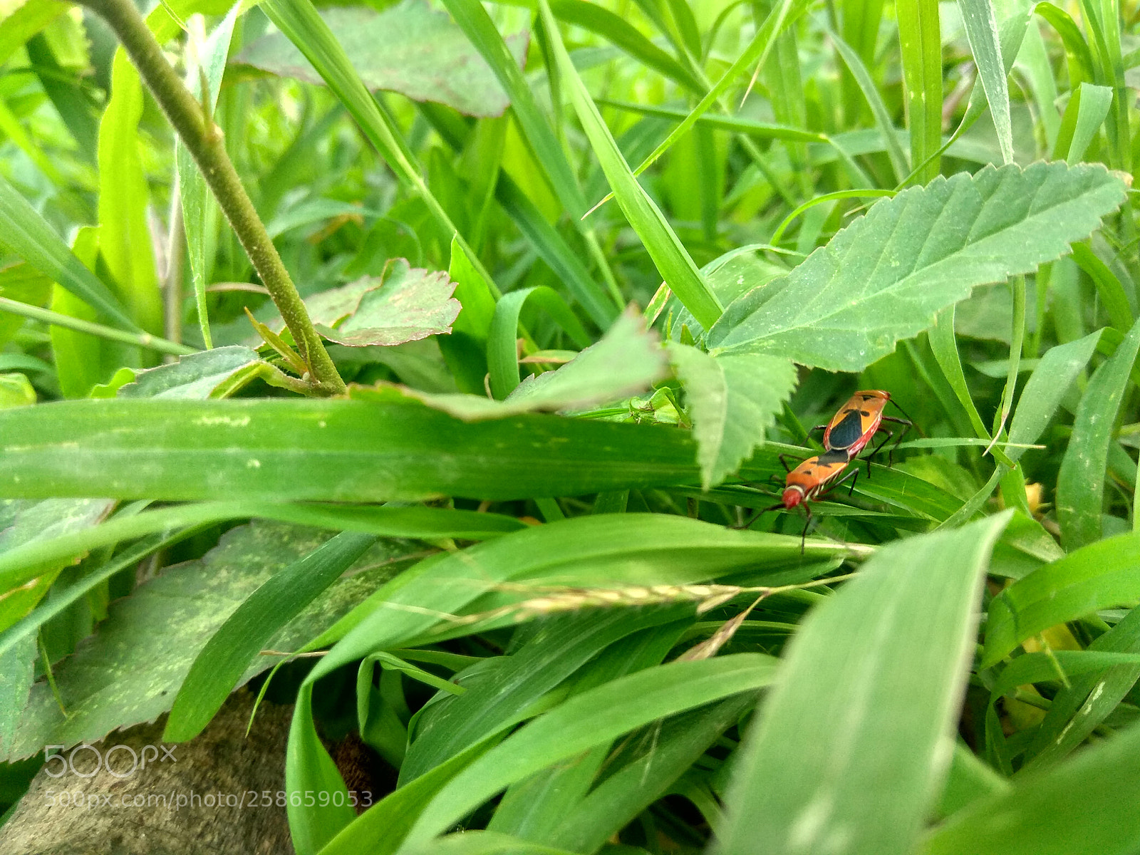 Xiaomi Redmi Note 4 sample photo. Natural beauty photography
